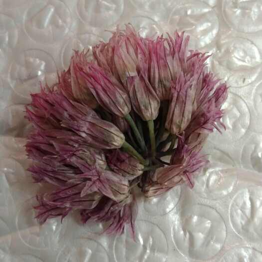 甘肃武威新鲜淡紫干葱花朵 优质菜用花卉 批发供应