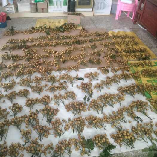 廉江市正品贵妃黄皮果