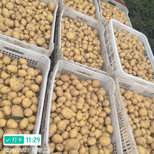 建始县恩施马尔科小土豆