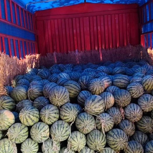 北京顺义新鲜有籽麒麟瓜产地直发当天采摘现摘现发西瓜批发零售