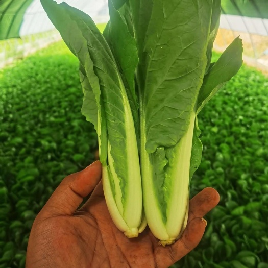 荥阳市货源充足，叶面好看