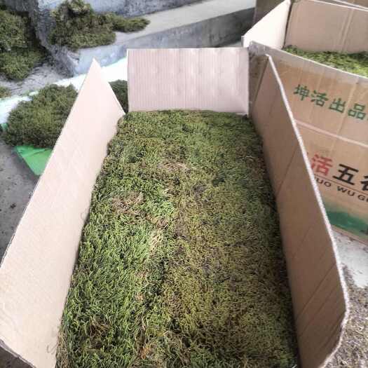 普定县青苔种子，大灰，大羽，小灰，星星