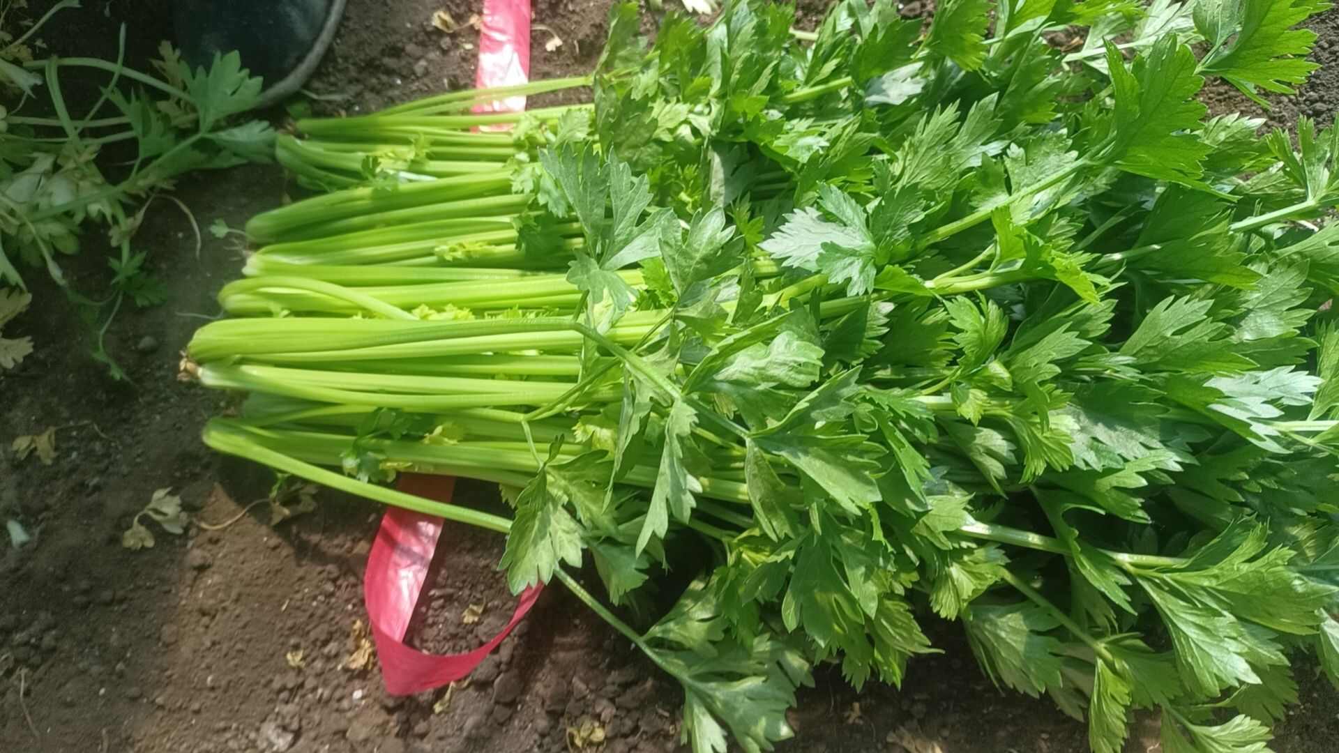 香芹