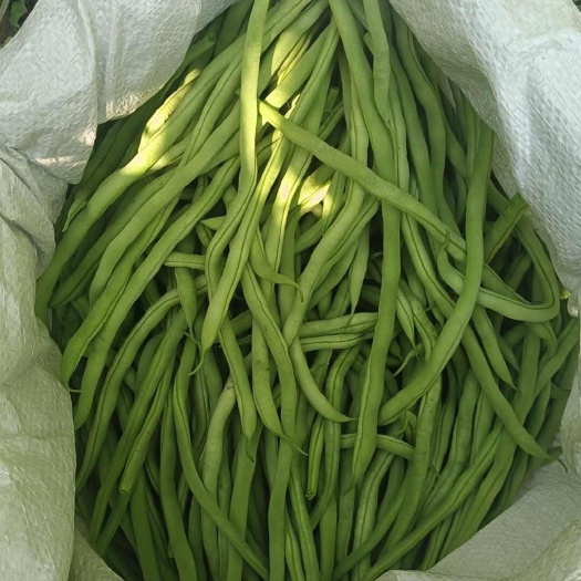 徽县架豆，四季豆，无筋豆