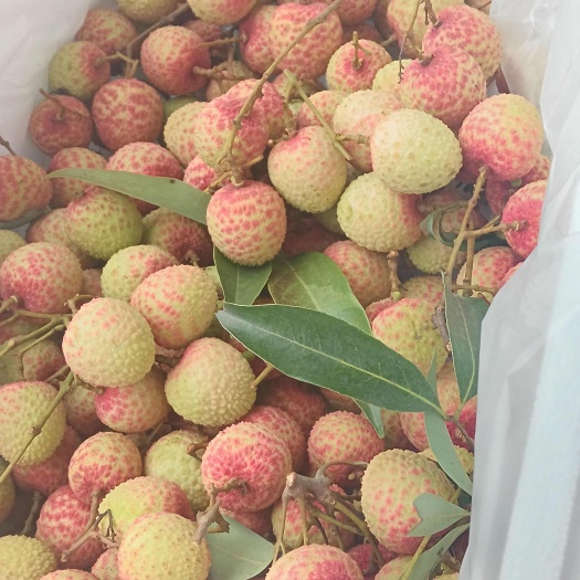 东莞市桂味荔枝
