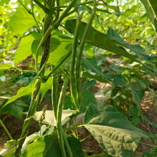 繁峙县豆角