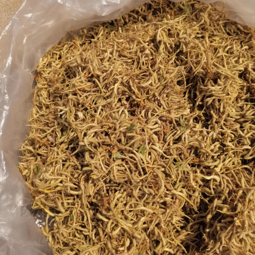 河南濮阳散装金银花茶 农副产品天然草本植物花草茶