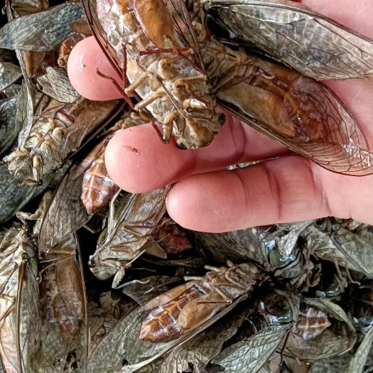 河口县棉花虫知了猴虫