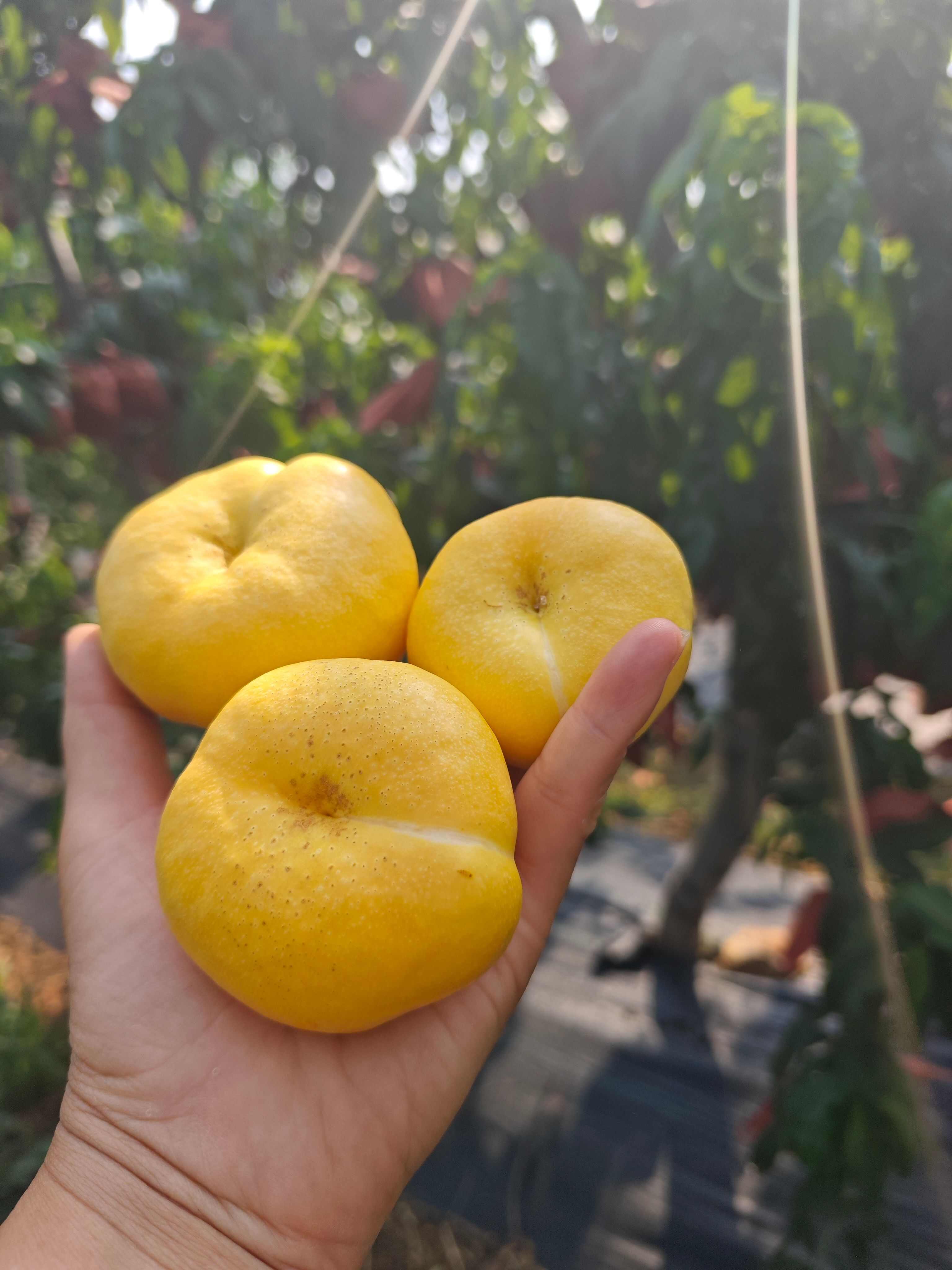 黄油蟠桃6-6，脆甜，果园真供，现摘现发