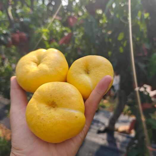 费县黄油蟠桃6-6，脆甜，果园真供，现摘现发