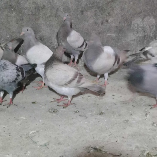 贵阳肉鸽子