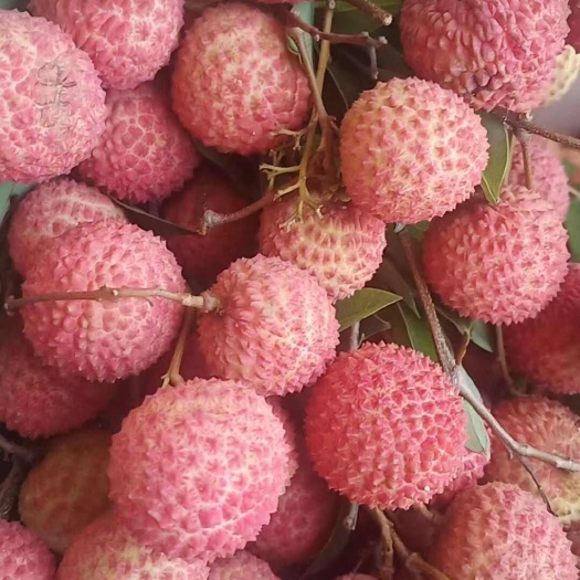 高州市正综高州桂味