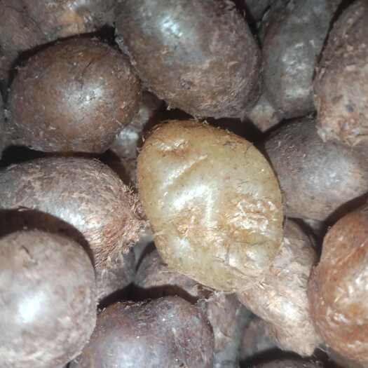 凌云县石黄皮