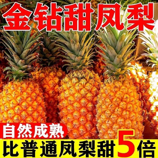 海南海口金钻凤梨新鲜现摘热带应季水果孕妇手撕无眼菠萝大果包邮