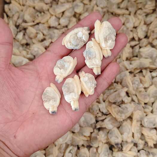 东港市花甲肉新原料  无沙好品质  一手加工600粒