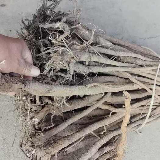 平乐县广西小叶红皮千斤拔鲜货正品老根泡酒煲汤