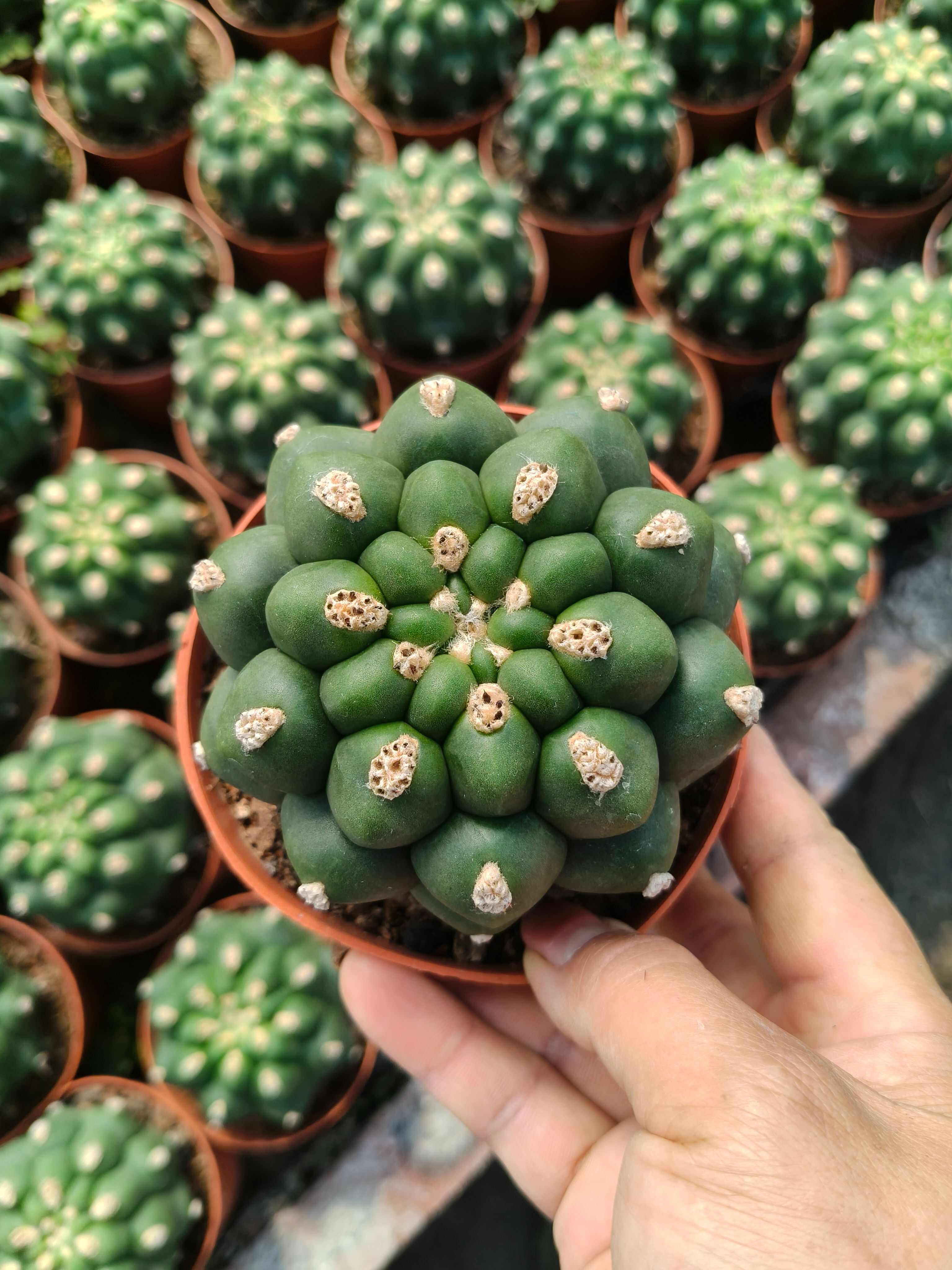 实生佛头天然无刺