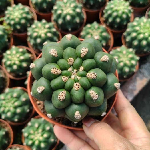 漳州实生佛头天然无刺