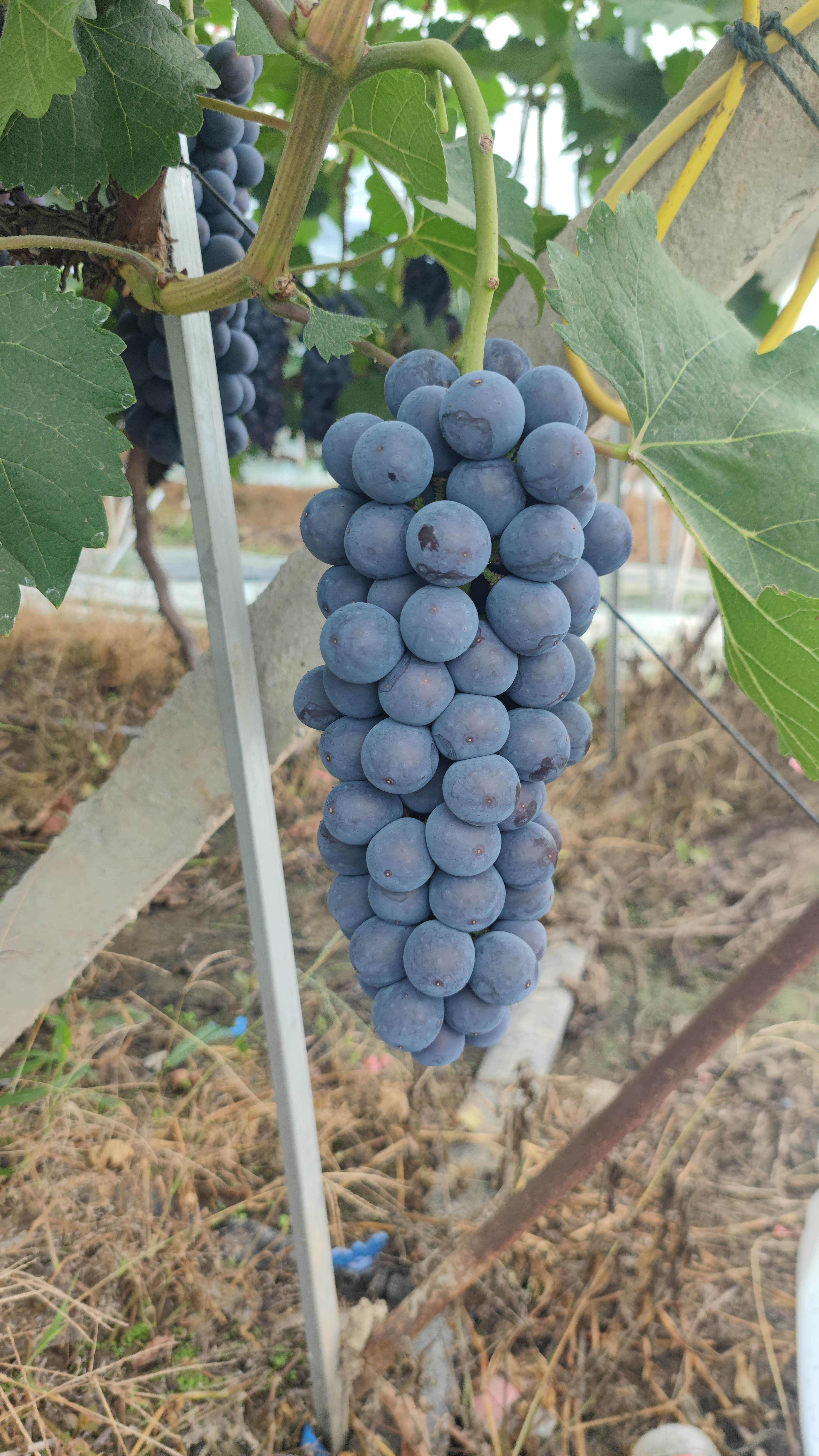 夏黑葡萄