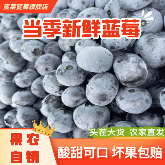 蒙阴县蓝莓新鲜大果现摘蓝莓鲜果一整箱商用批发孕妇宝宝新鲜蓝莓水果