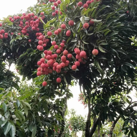 灵山县桂味荔枝（精品果）果大核小肉厚，现摘现发，一件代发（预售）