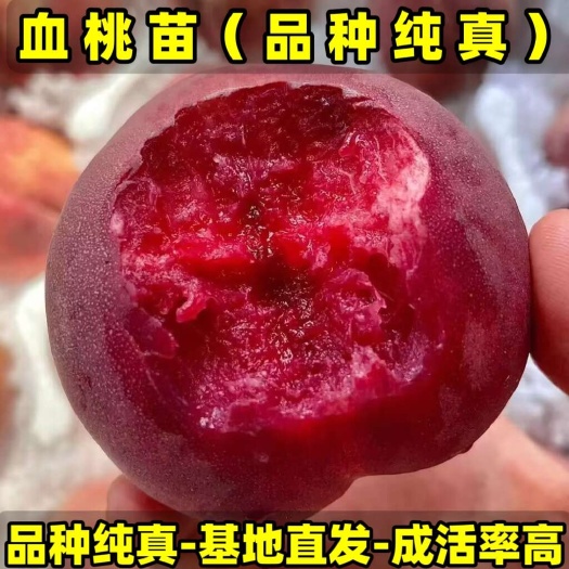血桃苗（大果型毛桃）品种纯真 基地现起现发货 成活率高