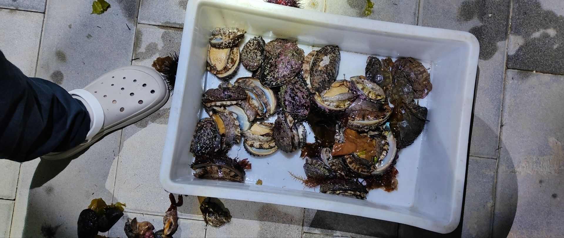 鲍鱼，大连鲍鱼（2-3两）