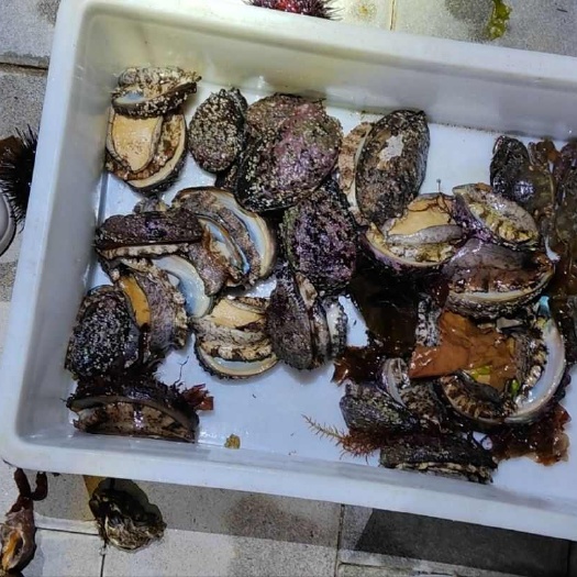 大连鲍鱼，大连鲍鱼（2-3两）