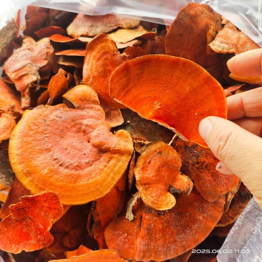 贺州有少量朱红栓菌有人需要吗？