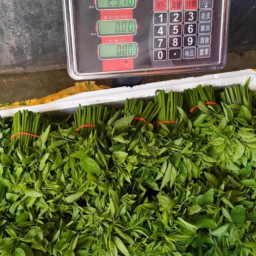 阳春市树仔菜