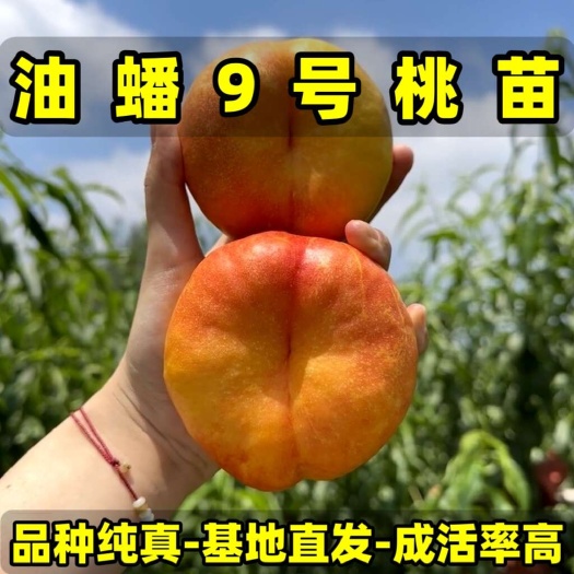 营口油蟠桃9号桃苗 （大果型油蟠桃）品种纯真 现起现发 成活率高