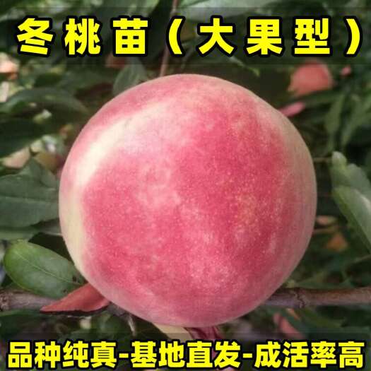 营口冬桃苗 毛桃苗（大果型冬桃）品种纯真 基地现起现发成活率高