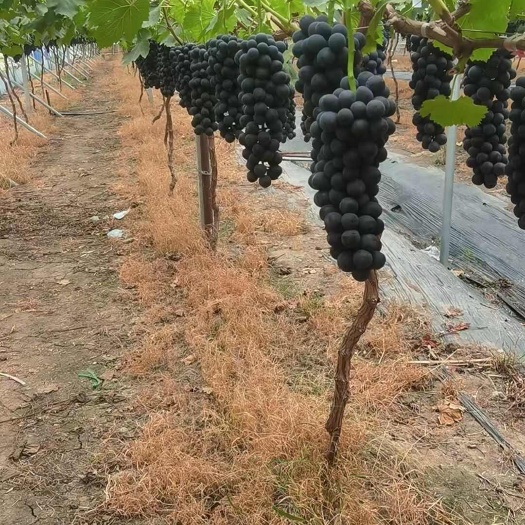 新沂市江苏新沂夏黑葡萄代收产地直发