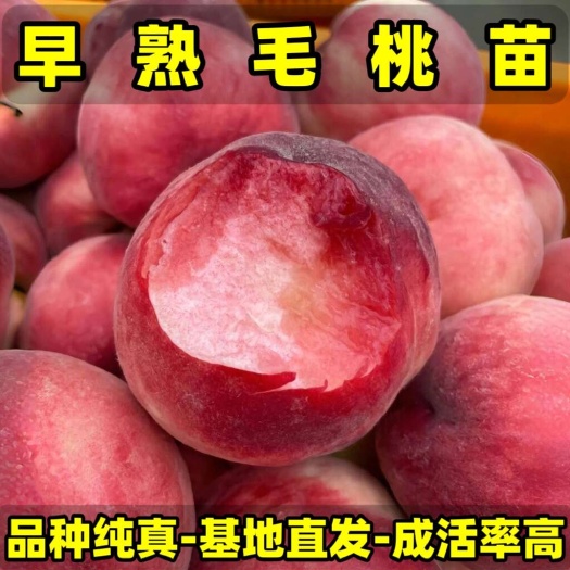 营口早熟毛桃苗（大果型毛桃）品种纯真 基地现起现发 成活率高