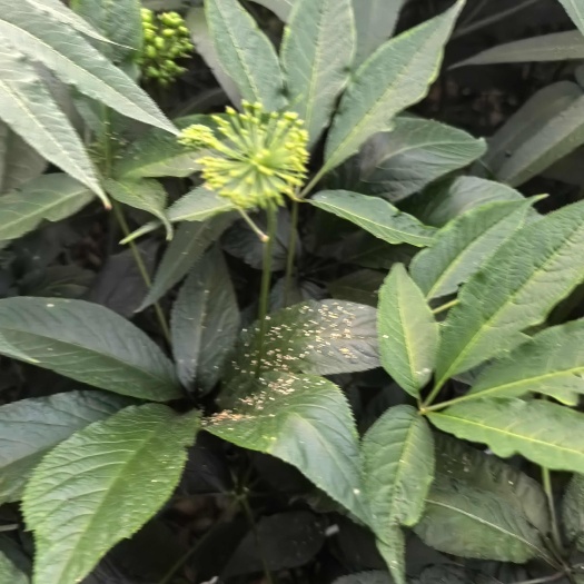昆明竹节参，竹节参种子