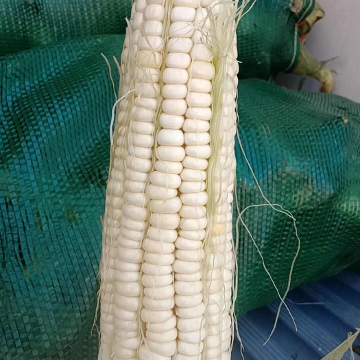 陇西县甜糯188玉米