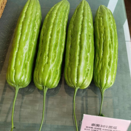 泰美301油绿苦瓜种子 抗性强 较早熟瓜多 瓜色油绿 产量高