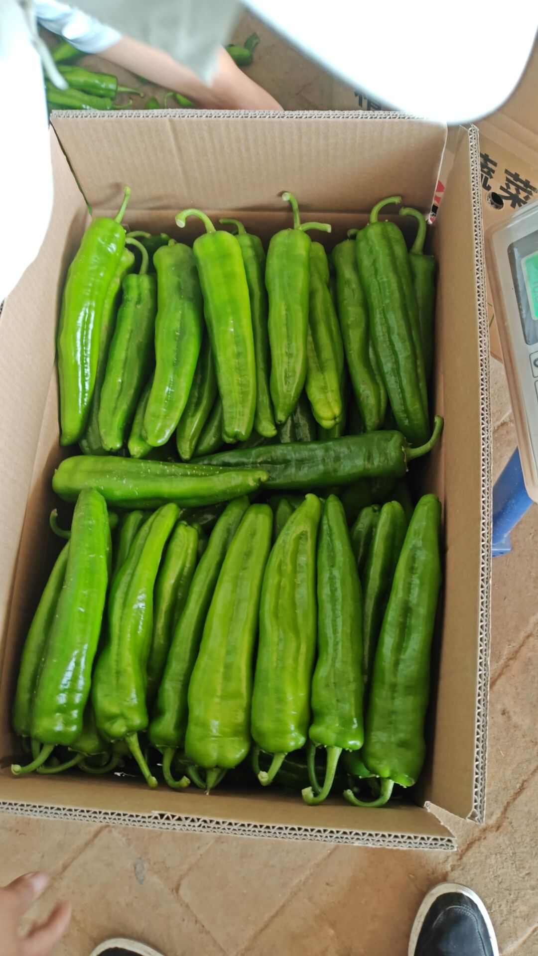 陕西榆林定边薄皮椒新鲜采摘辣椒批发供应