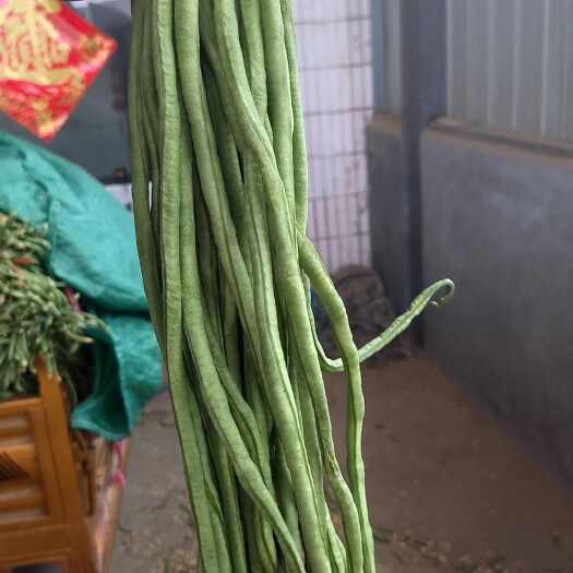 成武县精品豆角，绿条青条