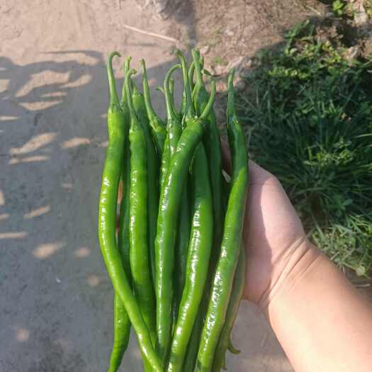 新鲜线椒 当日采摘现发货 直供辣椒蔬菜