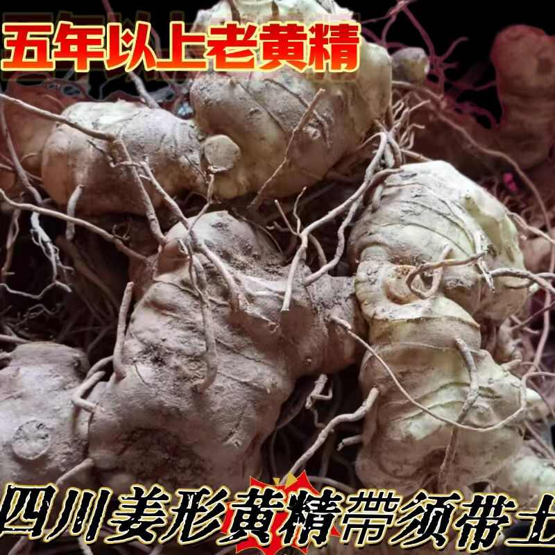正宗四川新鲜深山老黄精老虎姜型5-10年鸡头参中药材正品