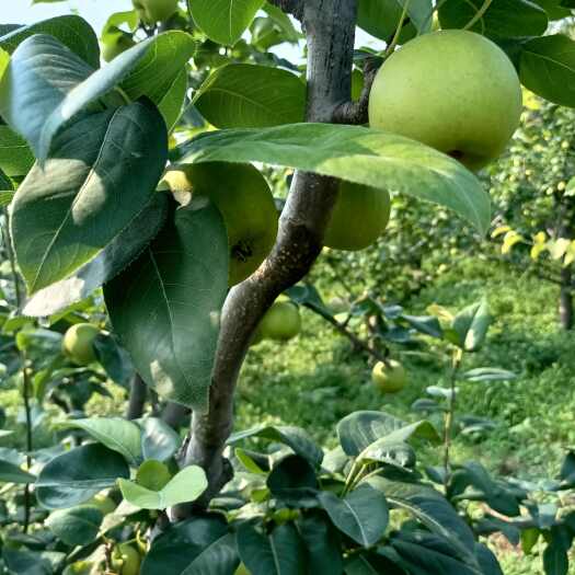 荆门翠冠梨（自产自销），山泉水种植、香甜化渣