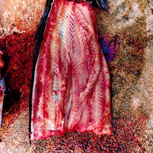 南宁埃及鲶鱼塘角鱼3年老鱼牛肉版本