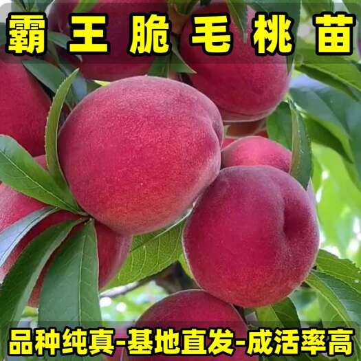 营口霸王脆毛桃苗（大果型毛桃）品种纯真 基地现起现发 成活率高