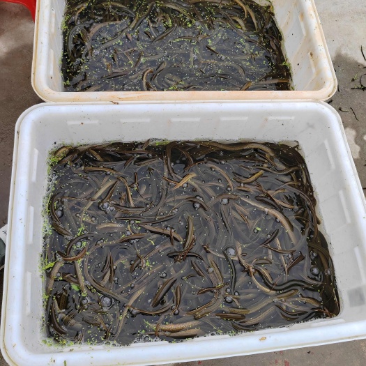 常德自养黄鳝，优质人工培育鳝鱼苗