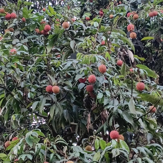 深圳枝头鲜荔、密荔甜心、岭南荔韵、荔刻心动