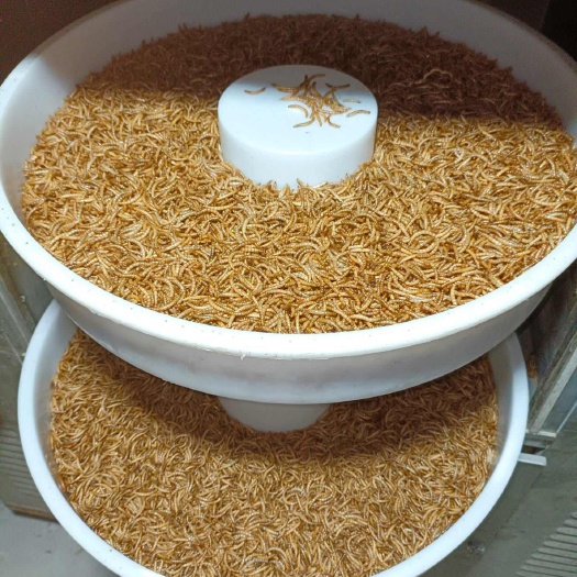 郓城县黄粉虫