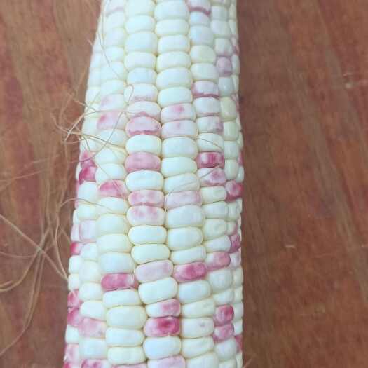 汶上县花糯甜玉米