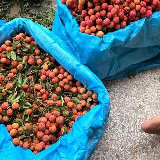 阳春市小核桂味