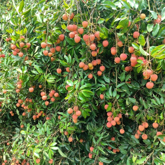 化州市桂味荔枝